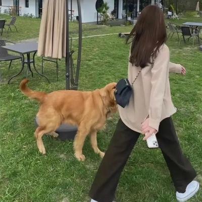 霹雳皇龙纪 海报